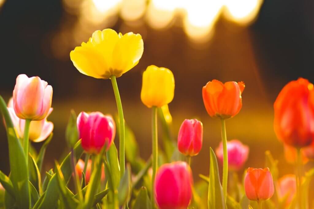 The Tulip – April Plant of the Month - Cfm Oskar Tropitzsch GmbH